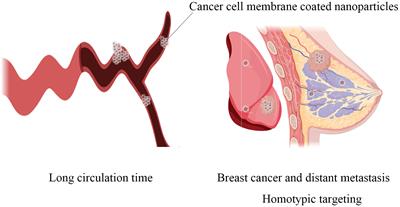 Research progress of cancer cell membrane coated nanoparticles for the diagnosis and therapy of breast cancer